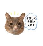 ねこのちぴたん（個別スタンプ：12）