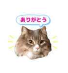 ねこのちぴたん（個別スタンプ：14）