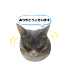 ねこのちぴたん（個別スタンプ：15）