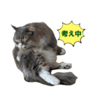 ねこのちぴたん（個別スタンプ：16）
