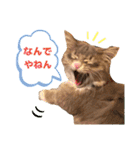 ねこのちぴたん（個別スタンプ：18）