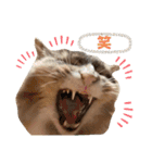 ねこのちぴたん（個別スタンプ：19）
