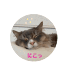 ねこのちぴたん（個別スタンプ：20）
