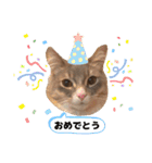 ねこのちぴたん（個別スタンプ：21）