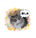 ねこのちぴたん（個別スタンプ：22）