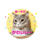 ねこのちぴたん（個別スタンプ：23）
