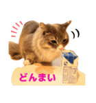 ねこのちぴたん（個別スタンプ：24）
