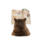 ねこのちぴたん（個別スタンプ：25）