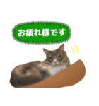 ねこのちぴたん（個別スタンプ：26）