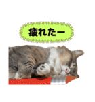 ねこのちぴたん（個別スタンプ：27）