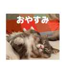 ねこのちぴたん（個別スタンプ：28）
