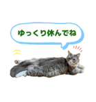 ねこのちぴたん（個別スタンプ：29）