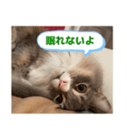 ねこのちぴたん（個別スタンプ：31）