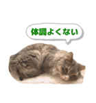 ねこのちぴたん（個別スタンプ：32）