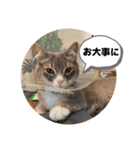 ねこのちぴたん（個別スタンプ：33）