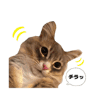 ねこのちぴたん（個別スタンプ：34）