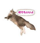 ねこのちぴたん（個別スタンプ：37）