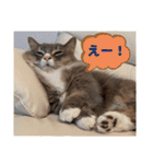 ねこのちぴたん（個別スタンプ：38）