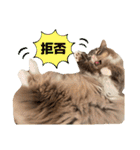 ねこのちぴたん（個別スタンプ：39）