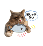 ねこのちぴたん（個別スタンプ：40）