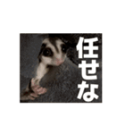 うごくラッキーちゃんとあまちゃん 4（個別スタンプ：1）