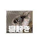 うごくラッキーちゃんとあまちゃん 4（個別スタンプ：6）