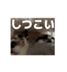 うごくラッキーちゃんとあまちゃん 4（個別スタンプ：7）