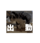 うごくラッキーちゃんとあまちゃん 4（個別スタンプ：10）