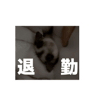 うごくラッキーちゃんとあまちゃん 4（個別スタンプ：11）