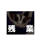 うごくラッキーちゃんとあまちゃん 4（個別スタンプ：12）