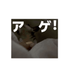 うごくラッキーちゃんとあまちゃん 4（個別スタンプ：14）