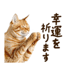 いのる猫（個別スタンプ：1）