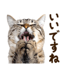 いのる猫（個別スタンプ：2）
