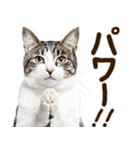 いのる猫（個別スタンプ：3）