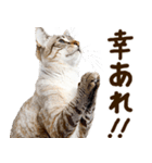 いのる猫（個別スタンプ：4）