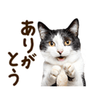 いのる猫（個別スタンプ：5）