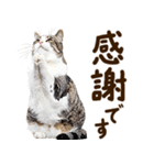 いのる猫（個別スタンプ：6）