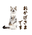 いのる猫（個別スタンプ：7）