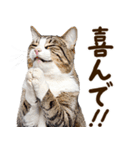 いのる猫（個別スタンプ：8）