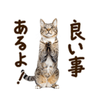 いのる猫（個別スタンプ：9）