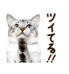 いのる猫（個別スタンプ：10）