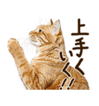 いのる猫（個別スタンプ：11）