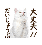 いのる猫（個別スタンプ：12）