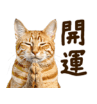 いのる猫（個別スタンプ：13）