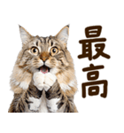 いのる猫（個別スタンプ：14）