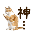 いのる猫（個別スタンプ：15）