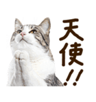いのる猫（個別スタンプ：16）