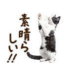 いのる猫（個別スタンプ：17）