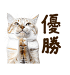 いのる猫（個別スタンプ：18）