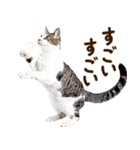 いのる猫（個別スタンプ：19）